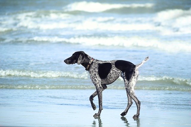 Dog beach in Miami