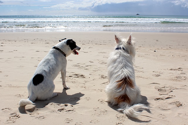 Dog Friendly Beaches In Maryland