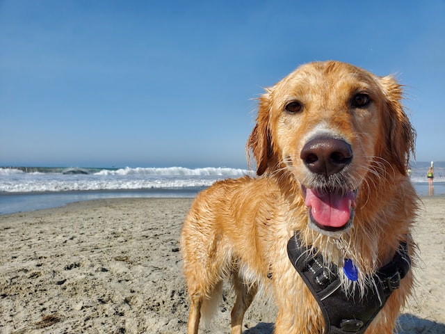 Dog Friendly Beaches in Galveston